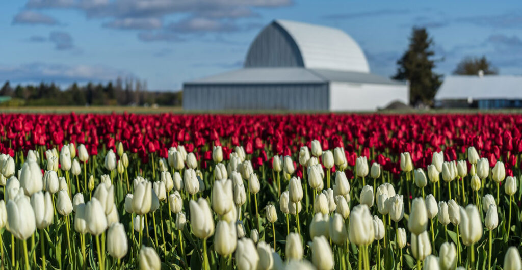 The Skagit Valley tulips are a must-see experience each spring. Photo: Marcus Badgley
