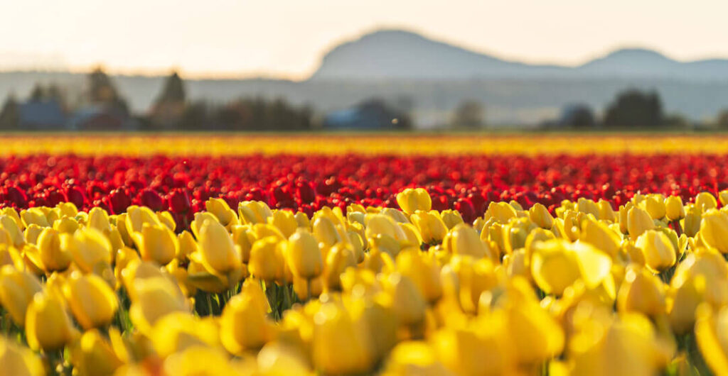 Experiment with new photographic angles and approaches when taking Skagit Valley tulip photos. Photo: Marcus Badgley