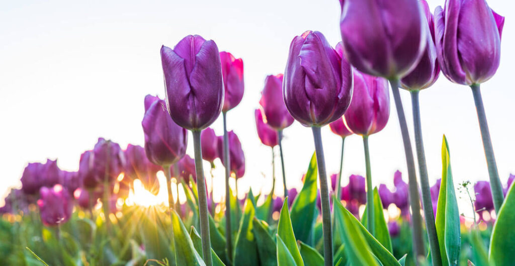 Be prepared to get a little muddy in order to capture that one unique Skagit Valley tulip photo. Photo: Marcus Badgley