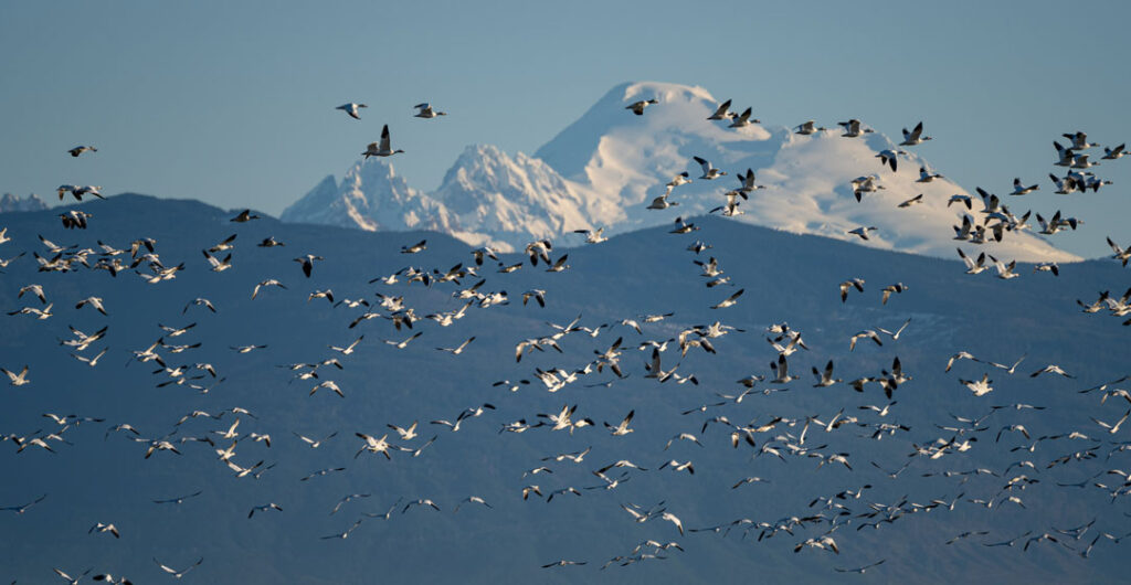 Migrating snow geese create myriad opportunities for photographers in Western Washington's Skagit Valley. Photo: Marcus Badgley
