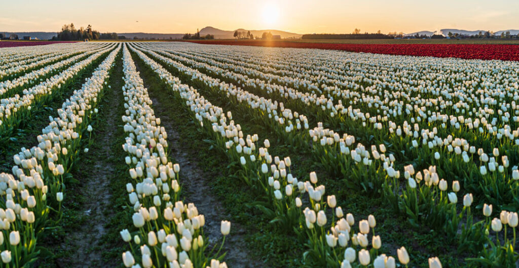 The golden hour is an ideal time to capture unique Skagit Valley tulip shots. Photo: Marcus Badgley