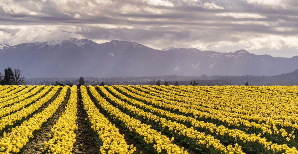 Skagit Valley daffodils bloom several weeks before tulips and offer photographers great opportunities in late March and early April.