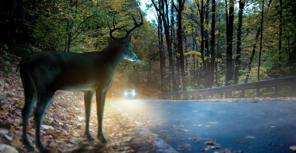 A deer stands on the side of the road while a car approaches at daybreak, to illustrate the need for comprehensive insurance
