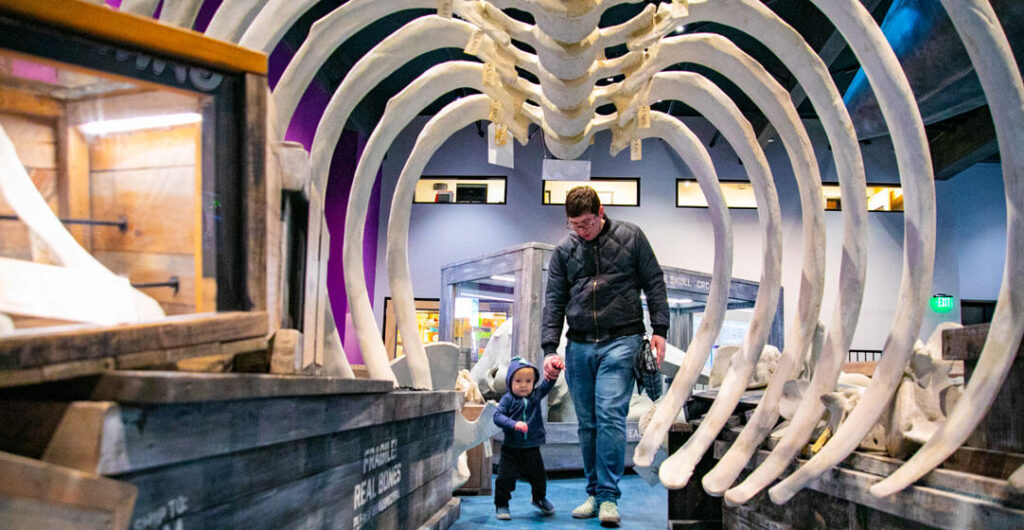 A toddler holds hands with dad as they walk through the rib cage of a Gray Whale at Imagine Children's Museum