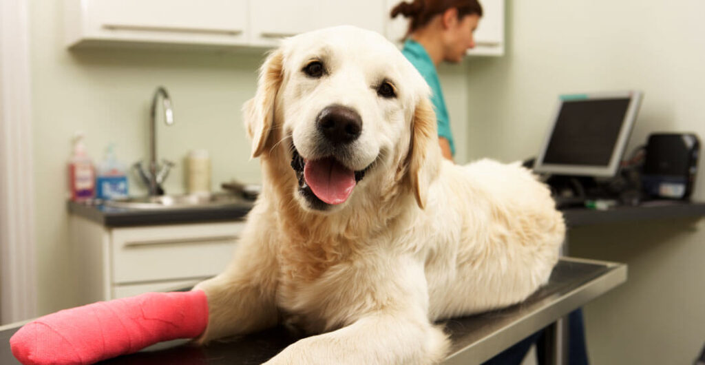 Many pet insurance policies for dogs cover the unexpected: illnesses and accidents, and the treatments and prescriptions needed to help your pet feel better.