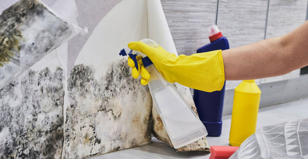 A gloved hand is cleaning up mold, to illustrate what water damage will and will not be covered by home insurance. 