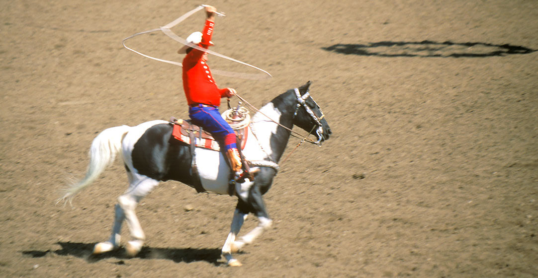 ellensburg legendary monty montana ropes and rides horse By spiritofamerica AdobeStocK 1