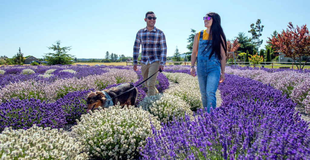 Topping our list of fun things to do in Sequim is a visit to a lavender farm.