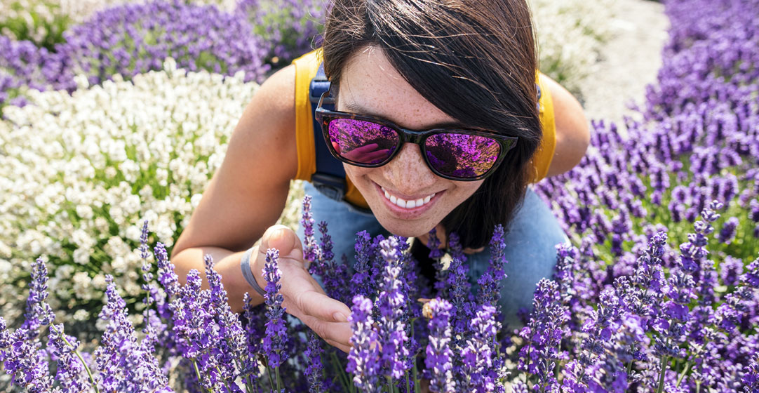 Leading our list of fun things to do in Sequim is a visit to a lavender farm.