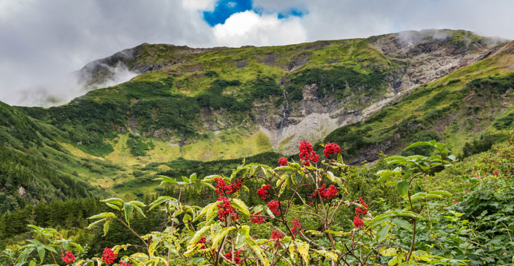 From cloudberries to nagoonberries, fresh berries are a must for foodies in Alaska.