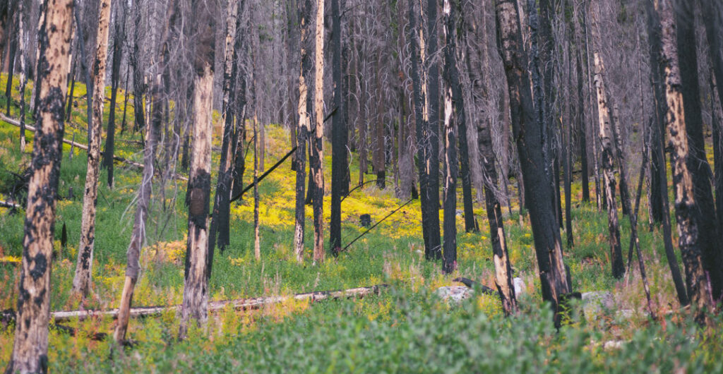 Charred trees after a forest fire to illustrate the importance of getting the right home insurance to protect against wildfires. 