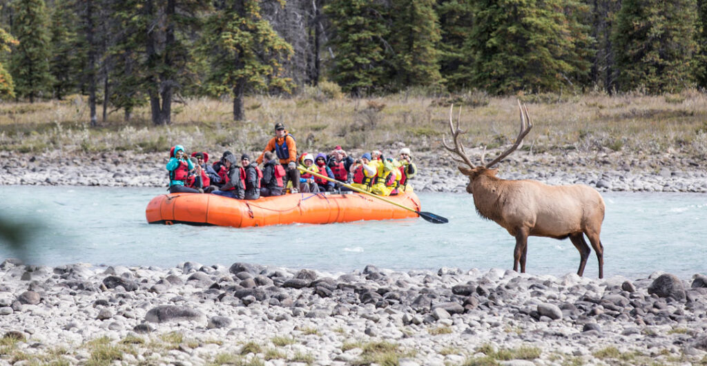 The Rocky Mountaineer passes a group of floaters and an elk on the Athabasca River. 