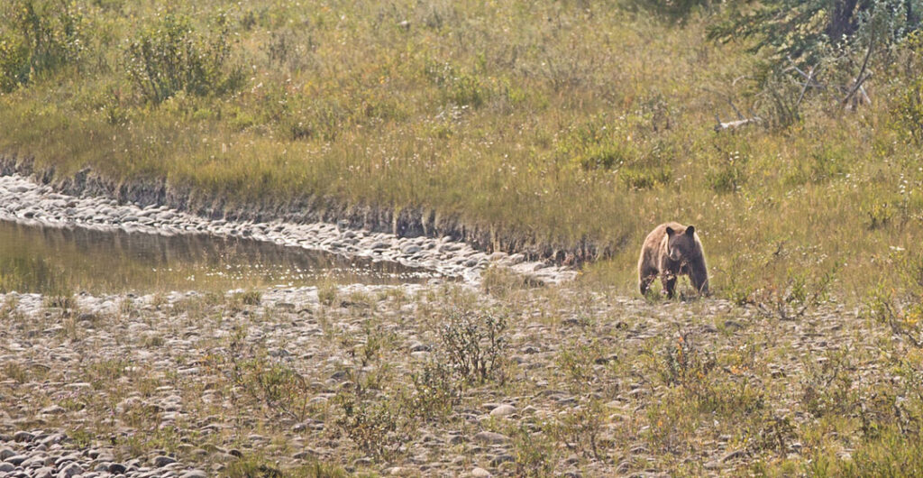 A bear walks away from a waterhole, picture taken from the window of the Rocky Mountaineer on a trip through Western Canada
