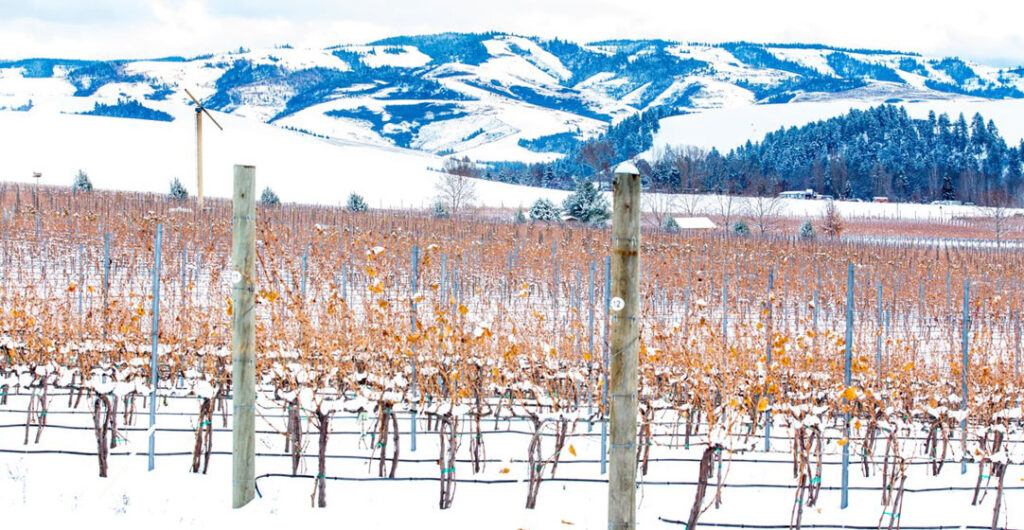 Snowshoe through a vineyard while the vines are sleeping in Eastern Washington. Pictured here, Dunham Cellars. Photo, Visit Walla Walla 